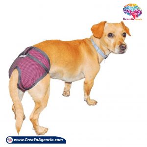 copa para perros CreaYa Agencia 1