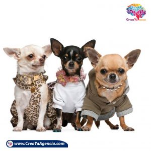 copa para perros CreaYa Agencia
